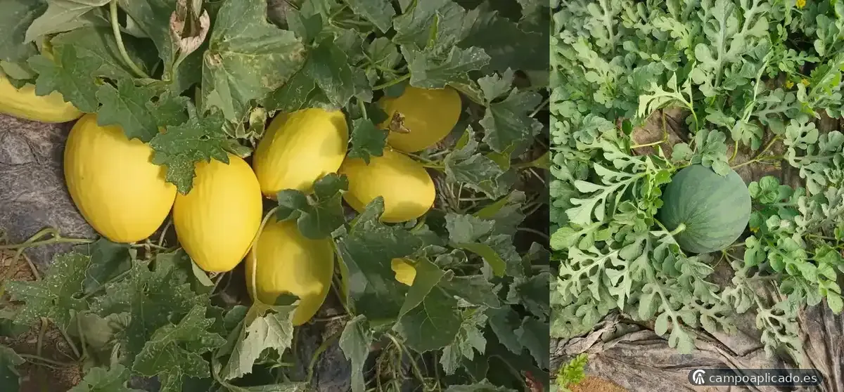 Agronomic management of melon and watermelon crops for brand growers