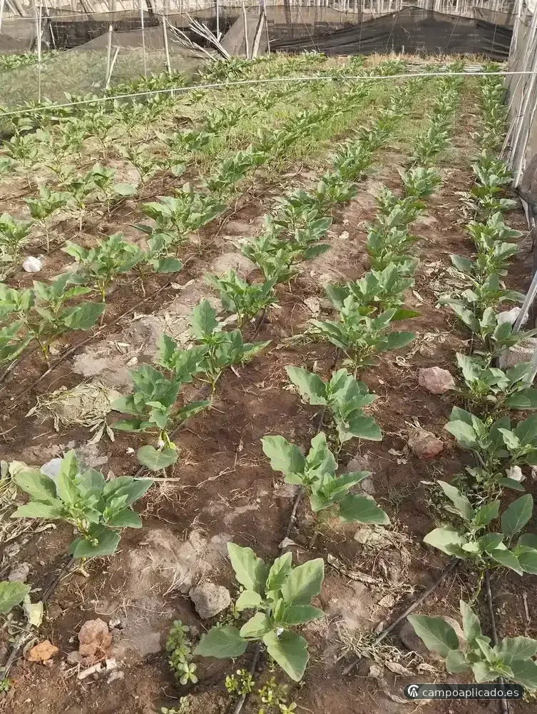 Open-field crop management