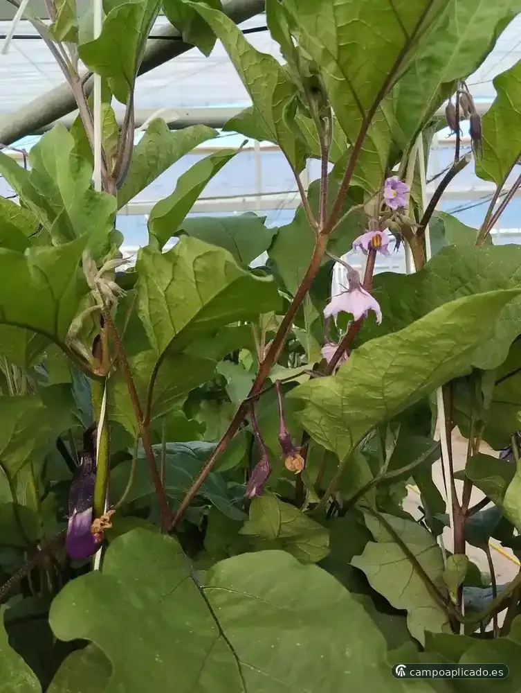 Advisory work on specialty vegetable crops
