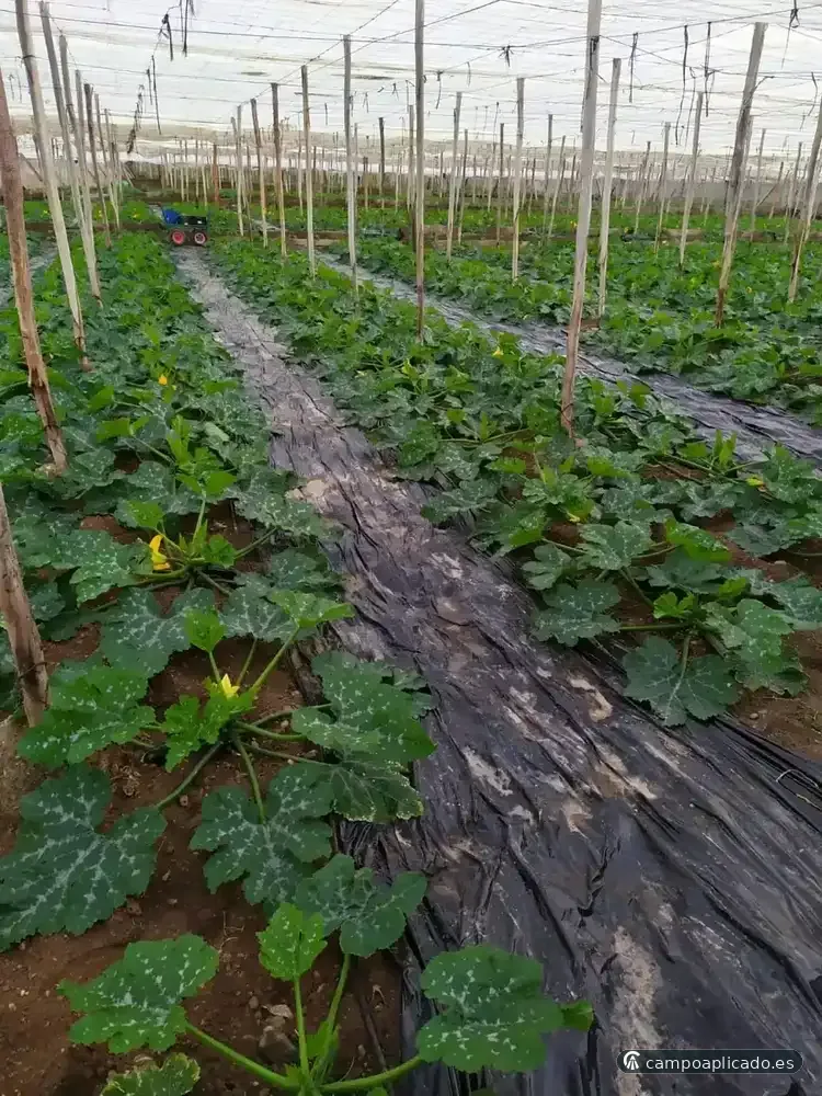 Advisory work in low-tech greenhouses