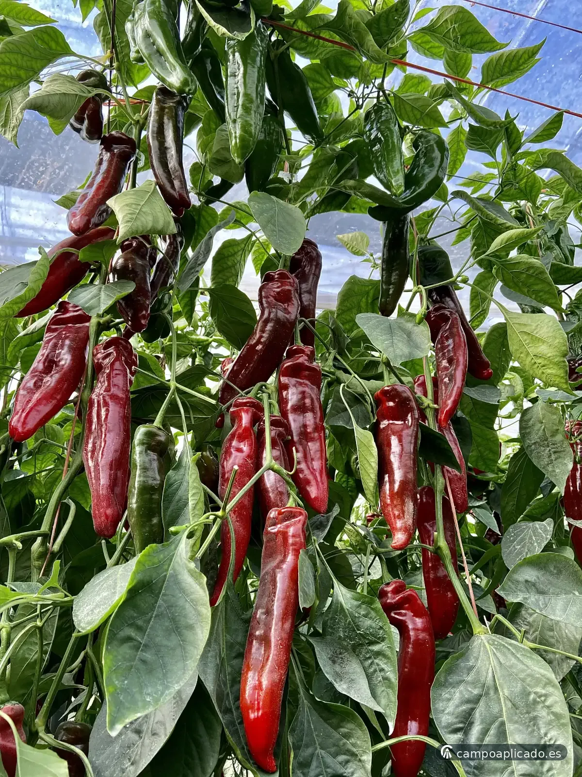 Advisory work on every greenhouse fruit type