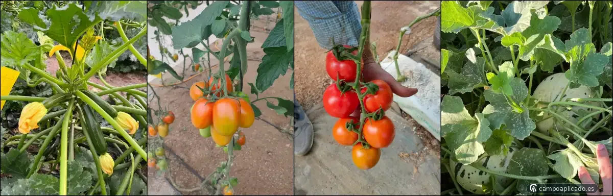 Management to maximise the yield of different crops