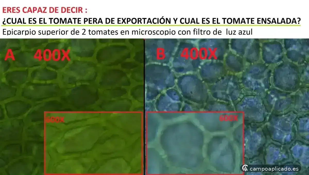 Diagnostic and teaching microscopy