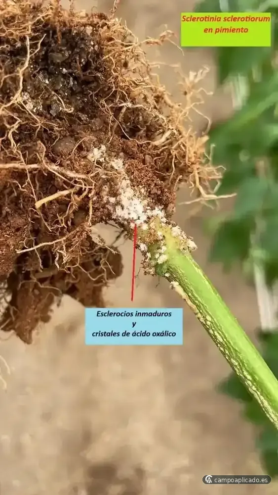 Plant pathology, identifying locally uncommon diseases