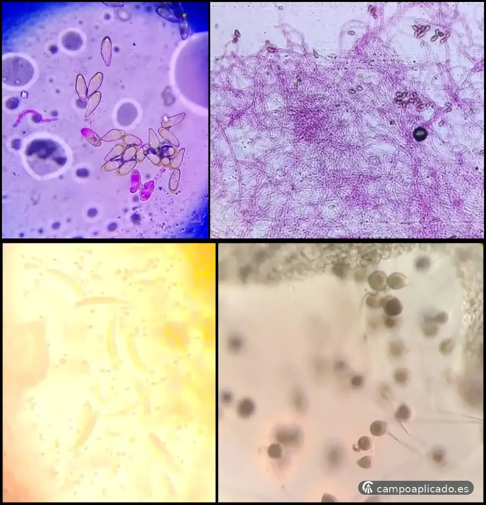 Detecting fungi and root diseases to apply the right treatments