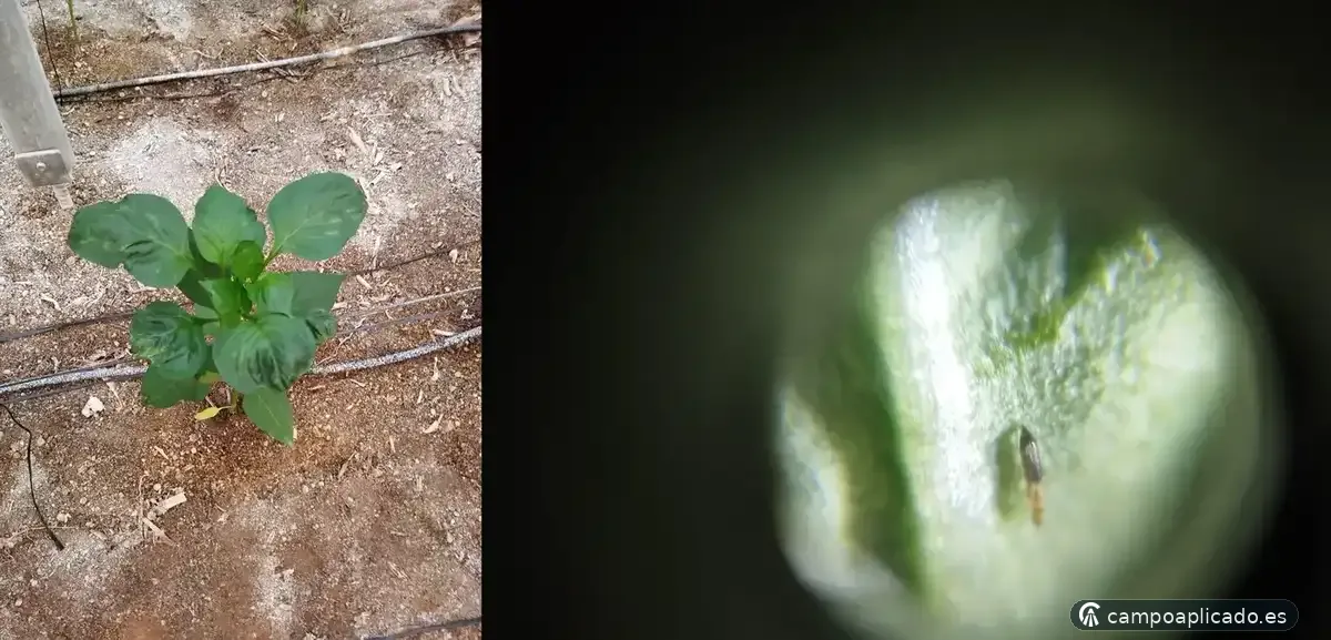Pest identification and management in greenhouses