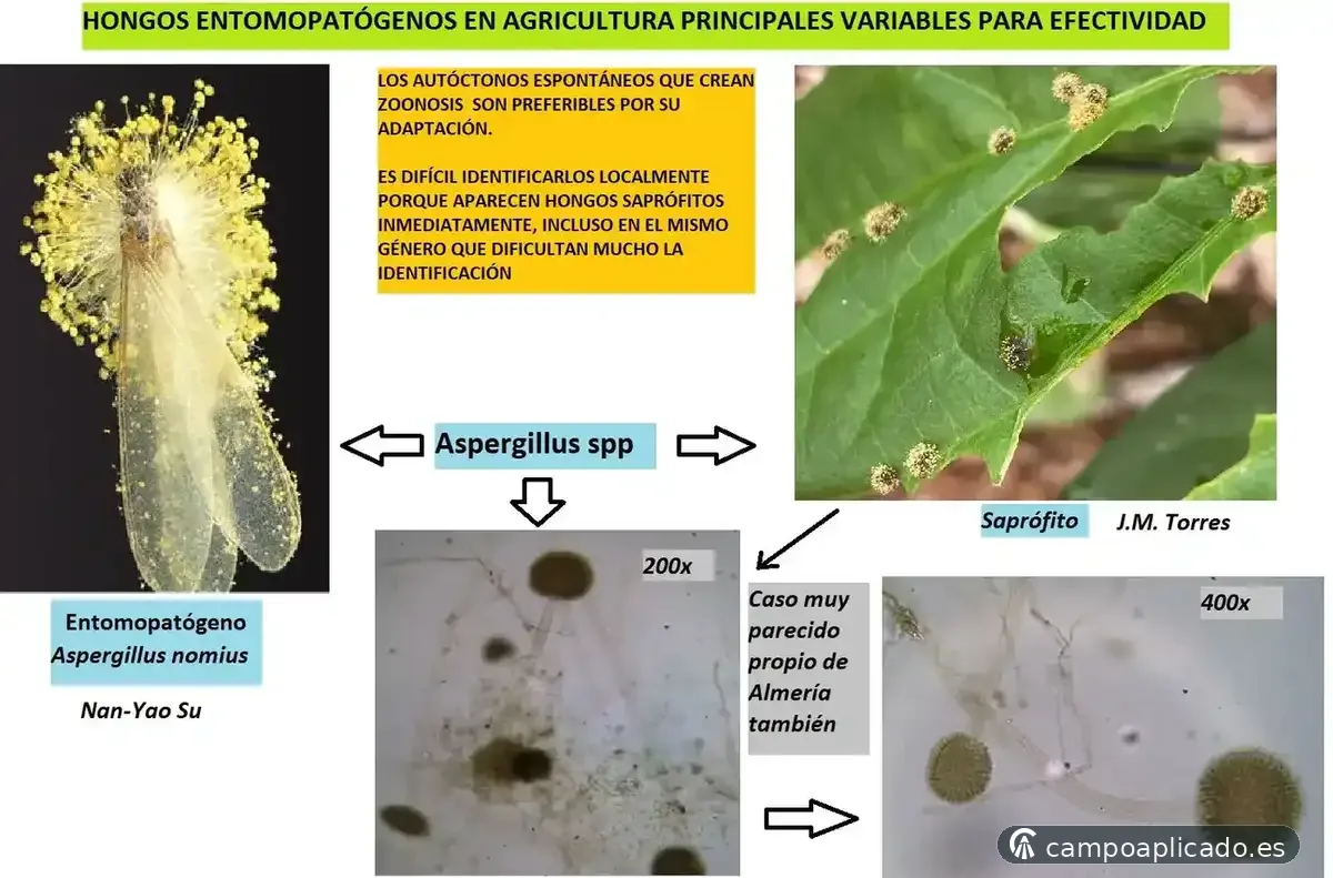 Use and suitable environmental conditions for entomopathogenic fungi