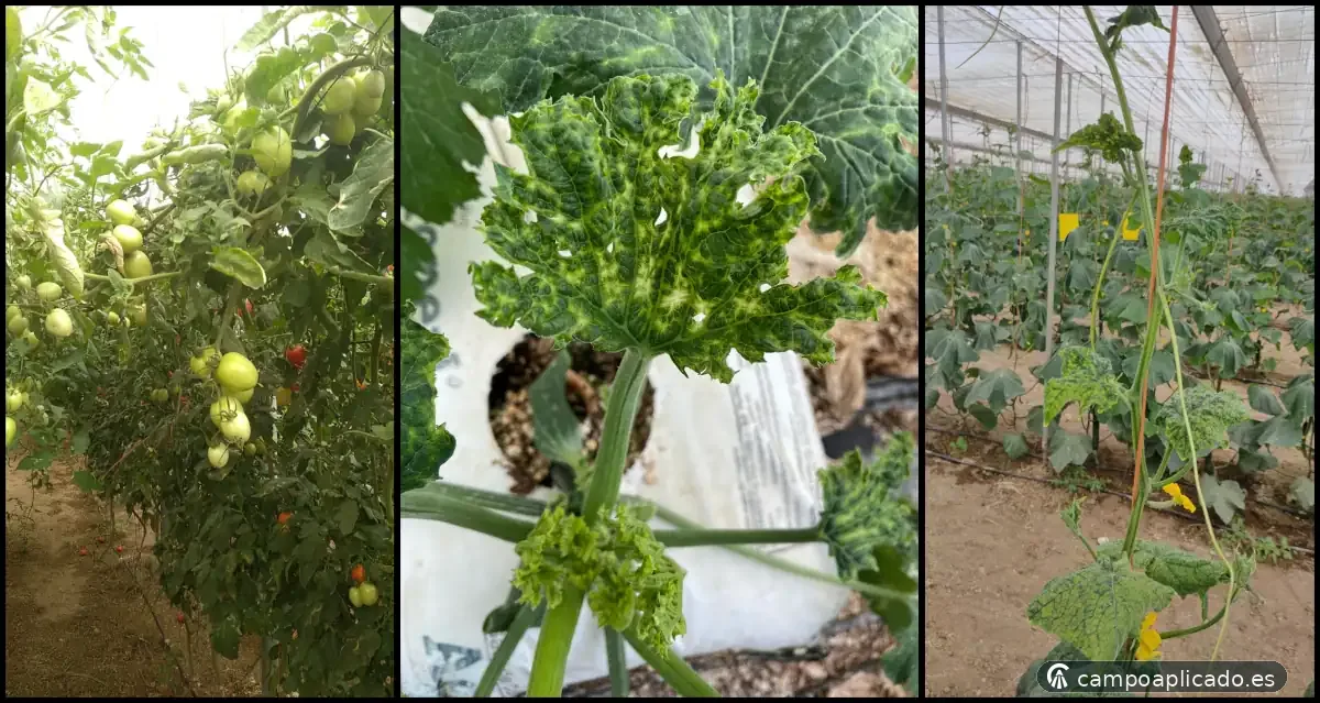 Viruses in vegetable crops, good practice