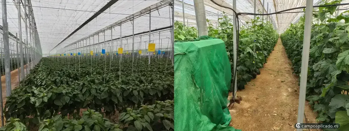 Asesoramiento de cultivos en invernaderos med tech