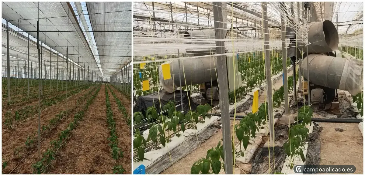 Asesoramiento de cultivos en invernadero high tech