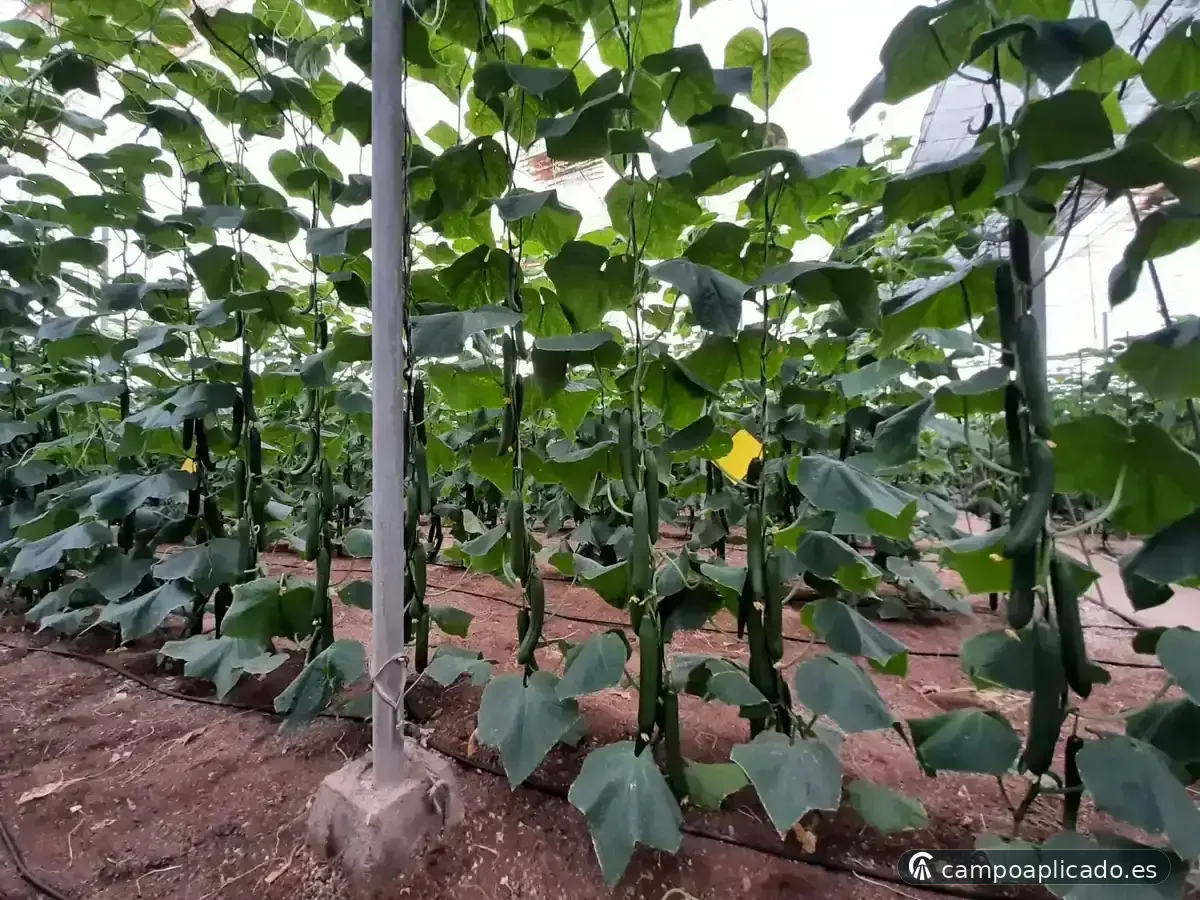 Manejo de cultivo de pepino en invernadero