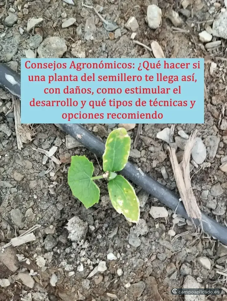 Manejo de cultivos con daños bióticos y abióticos