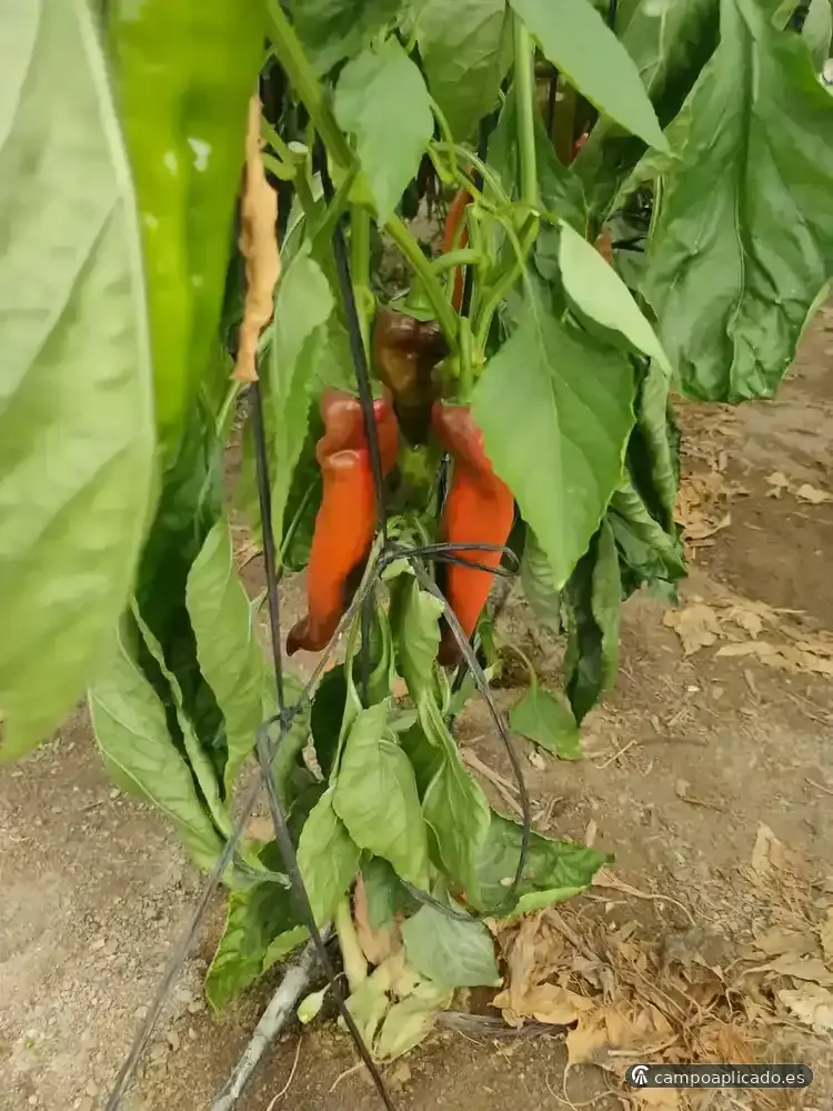 Regulación de cultivos con manejo nutricional