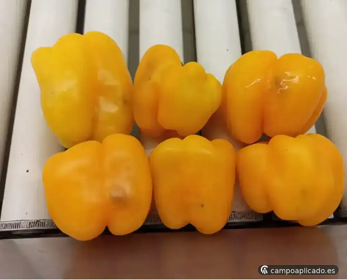 Fitopatología y calidad en empresas hortofrutícolas