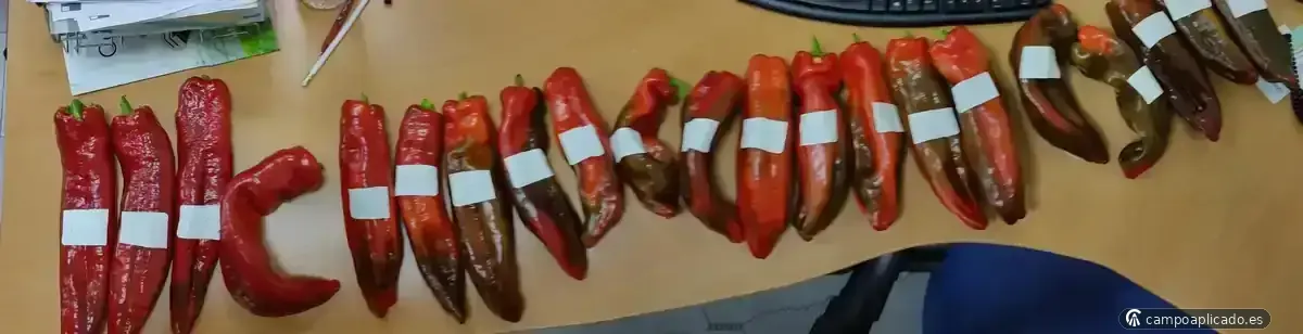 Fenotipado de variedades de interés comercial